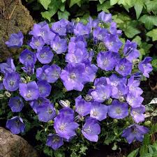 Clopotei Campanula Carpatica Alba Flower Garden Plans Perennials Bellflower Plant