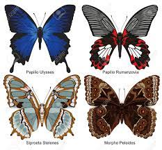 Tipos de mariposas