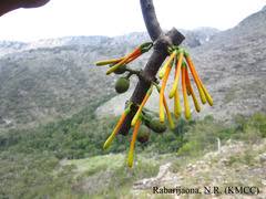 Image result for Agelanthus lugardii