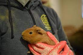 The adoption fees for guinea pigs are $45 for unaltered guinea pigs, $65 for neutered males, $80 for a spayed female, and $90 for bonded pairs. 250 Guinea Pigs Arrive At Oregon Humane Society Koin Com