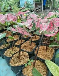 Keladi Wayang Batik Di Lapak Nuansa Herbal Bukalapak