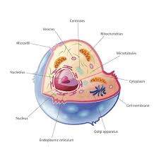 Maybe you would like to learn more about one of these? Sel Hewan Bagian Struktur Dan Fungsinya Gambar