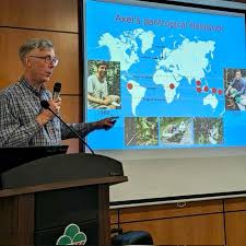 Image result for Chlorophytum zingiberastrum