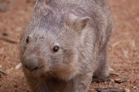 Image result for Common wombat