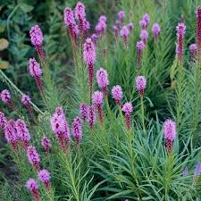 We did not find results for: 5 Favorite Colorado Native Perennials Lifescape Flowers Perennials Native Plants Liatris