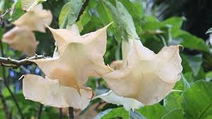 Consumption of drugs can be via inhalation, injection, smoking, ingestion. Devil S Breath One Of The Most Dangerous Drugs In The World The Week Uk