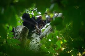 Image result for Thomandersia hensii