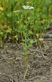 Image result for Coriandrum