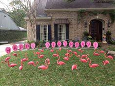 Birthday Lawn Signs Rental Calgary Happy Birthday Flamingo Flocking Love The Flamingos Those Pink Happy Birthdayl Balloon Signs Birthday Yard Signs Free Wallpaper Yard Signs