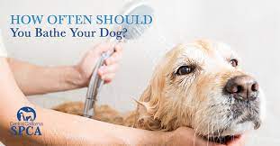 Can i use baby shampoo for a dog bath? How Often Should You Bathe A Dog