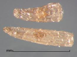 Image result for Alectra sessiliflora