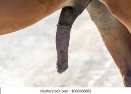 Horses Penis Images Stock Photos Vectors Shutterstock