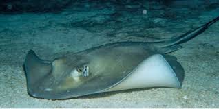 Image result for Stingray