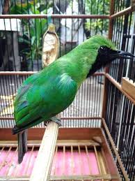 Bahkan burung cililin di anggap sebagai master/guru vokal untuk burung lainnya seperti, kacer,cucak ijo , murai baru dan burung lainnya terutama burung yang dilombakan. E2rdo Kicau Mania Posts Facebook
