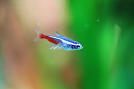 This guide uncovers 13 of our favorite with the endless colorful species out there it's guaranteed there's a tetra for you: Neon Tetras The Ultimate Care Diet Breeding Info Guide