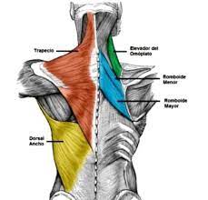 Cuando las articulaciones facetarias o ciertas otras estructuras en la columna se lesionan o inflaman, los grandes músculos de la espalda pueden tener. Musculos De La Espalda Definicion Anatomia Funciones Nombres Y Mucho Mas