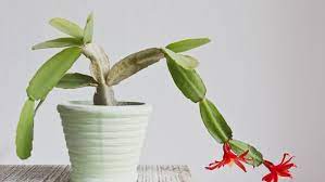 How to care for succulents indoors: Christmas Cactus Care The Complete Guide