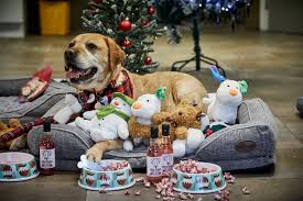 From this small gene pool, the breed spread to other european nations, australia, south africa, the united states, canada, latin america, and elsewhere. Dogs At A Uk Animal Rescue Get Their Own Dog Friendly Festive Sleepover Screening The Global Paw