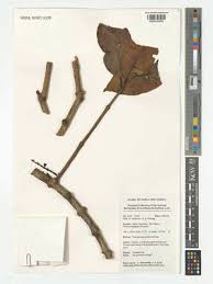 Image result for Helixanthera schizocalyx