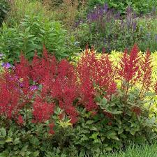 astilbe red sentinel walters gardens inc