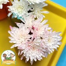 They change colors almost overnight. Color Changing Flowers Science Experiment Pre K Pages