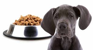 Feeding A Great Dane Puppy Schedules For Giant Breeds