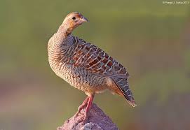 Bird On The Run Pittsburgh Pa Grey Francolin Francolinus Pondicerianus South Asia Game Birds Birds Big Bird