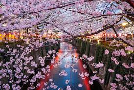 Nov 30 2019 awesome sakura tree wallpapers for android sakura tree. All You Need To Know About Sakura The Japanese Cherry Blossom Trees The Official Tokyo Travel Guide Go Tokyo
