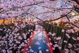 Maybe you would like to learn more about one of these? All You Need To Know About Sakura The Japanese Cherry Blossom Trees The Official Tokyo Travel Guide Go Tokyo
