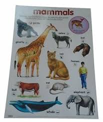 Details About Early Learning Children S Mammals Laminated Poster Chart