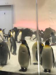Use them in commercial designs under lifetime, perpetual & worldwide rights. Sea Life Melbourne Aquarium Entry Have Fun With Penguins
