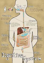 digestive system infographic digestion