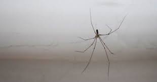 Fill in any cracks and holes with caulk. How To Get Rid Of Spiders 17 Easy Tips That Really Work Expert Home Tips