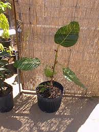 Image result for Ficus trichopoda