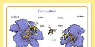 Pollen travels down the style, gets to an ovule. Pollination Word Mat Teacher Made