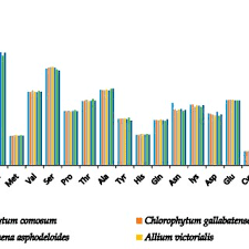 Image result for Chlorophytum gallabatense