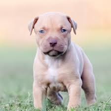 We Have Blue Nose Pitbull Puppies And Red Nose Pitbull Puppies For Sale Pitbull Puppies For Sale Pitbull Puppies Red Nose Pitbull Puppies The american pit bull terrier is loyal, tough on itself, and tenacious. red nose pitbull puppies for sale
