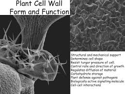 As a cell matures, its cell wall specializes according to the cell type. Ppt Plant Cell Wall Form And Function Powerpoint Presentation Free Download Id 3303327