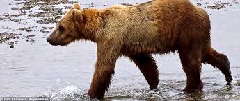 Remarkable Pictures Show How Alaskan Bears Get Fat Before Hibernation Daily Mail Online