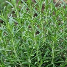 Image result for Tacazzea rosmarinifolia