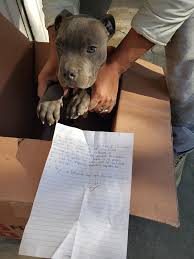 6 páginas • 3910 visualizaciones. La Conmovedora Carta De Nino Que Dejo A Su Perro En Un Refugio No Le Peguen Porque Mi Papa Le Pega Mucho El Comercio