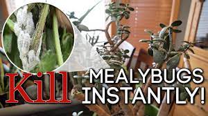 Why would you assume that white cottony looking stuff in your succulent garden was anything but… cotton? How To Kill Mealybugs Instantly Easy Diy Solution Youtube