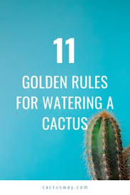 How often does a cactus need water? 750 Growing Succulents Ideas In 2021 Succulents Growing Succulents Plants