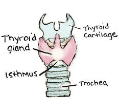 Fatigue, hair loss and weight loss (unintentional) medical author: Cold Tired Weight Gain Hair Loss Your Thyroid May Be Culprit Deseret News