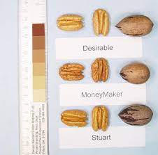 Maybe you would like to learn more about one of these? Money Maker Pecan 2 3 Ft Tall Click Picture For More Pricing And Size Options