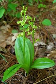Image result for Microcharis spathulata