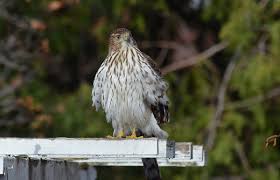 Female cooper's hawks are considerably larger than the males of that species. A Juvenile Coopers Hawk Stakes Out My Toronto Backyard