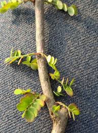 Image result for Phyllanthus polyspermus