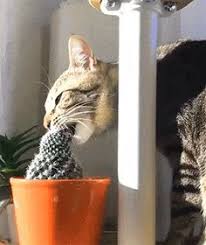  230 Anak Kucing Ideas In 2021 Haiwan Peliharaan Anak Haiwan Kucing Hitam