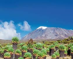 Image result for Disa robusta